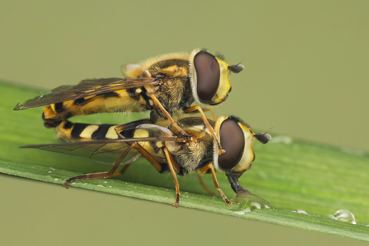Mating Hoverflies - Syrphus ribesii